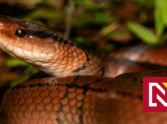 Taiwan medzi prírodou a geopolitikou: Prečo sa fauna ostrova vzdialeného 9000 kilometrov podobá tej európskej?