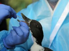 V obci Hamuliakovo v okrese Senec potvrdili výskyt vírusu vtáčej chrípky