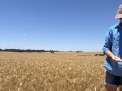 Úroda obilia rodiny Cookeových je napriek výzvam vysoká | Farmársky týždenník