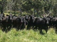 Potláčanie býčieho behu kvôli hodnotám poľnohospodárskej pôdy, ktoré pravdepodobne stiahne vládu