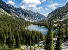 Získajte vládne povolenie na rezanie vlastného vianočného stromčeka v národnom lese