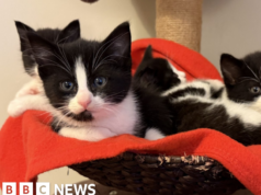 Žiadne plány prinútiť vodičov hlásiť kolízie s mačkami, hovorí vláda