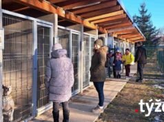 Pes pod stromček môže priniesť celoživotné puto. Alebo trauma. Záleží kde to máš | Spoločnosť | .týždeň