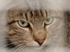 Kangaroo Island bojuje proti mačkám