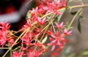 Pôvodné austrálske rastliny na použitie ako dekorácia