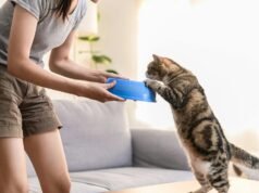 Obezita mačiek: Nový liek sľubuje riešenie