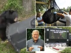 Sezóna lovu čierneho medveďa na Floride sa začína prvýkrát za desaťročie